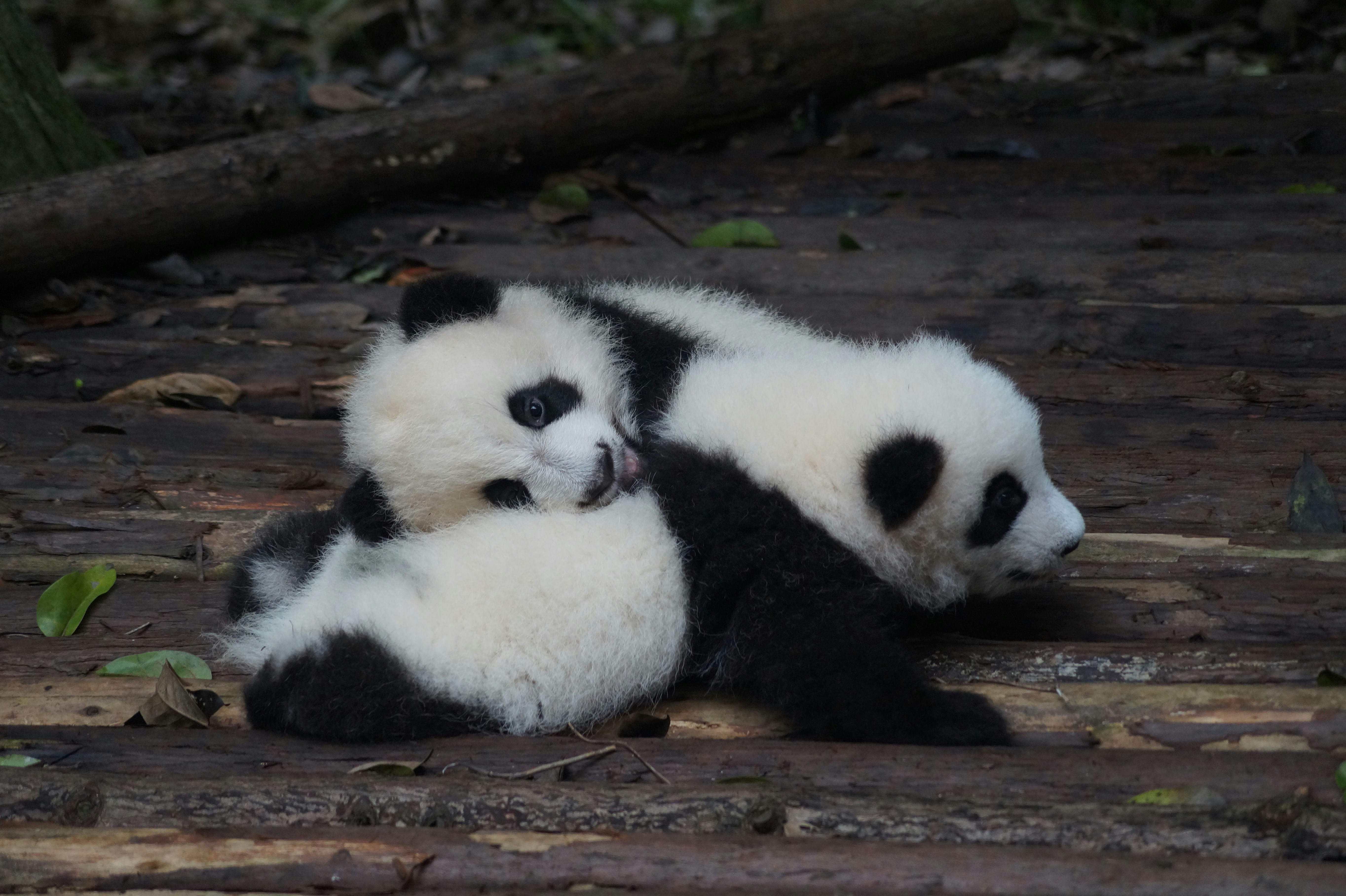 A giant panda eating bamboo at the Chengdu Research Base of Giant Panda Breeding — arrive by 7:30 AM when the pandas are most active.