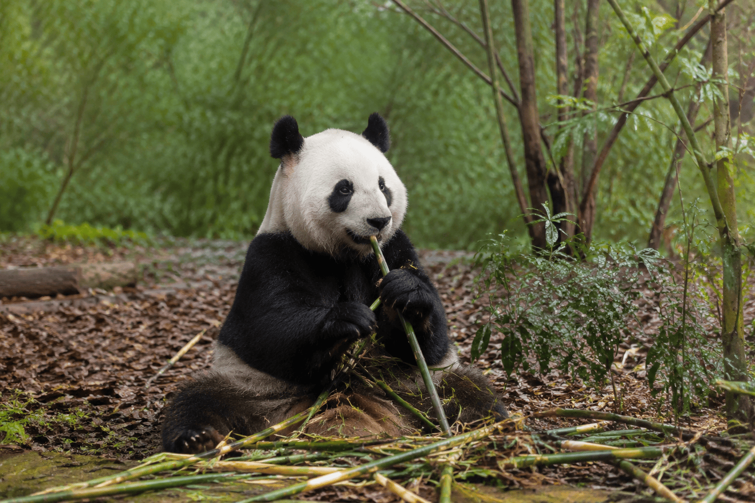 Giant panda eating bamboo at the Chengdu Research Base of Giant Panda Breeding