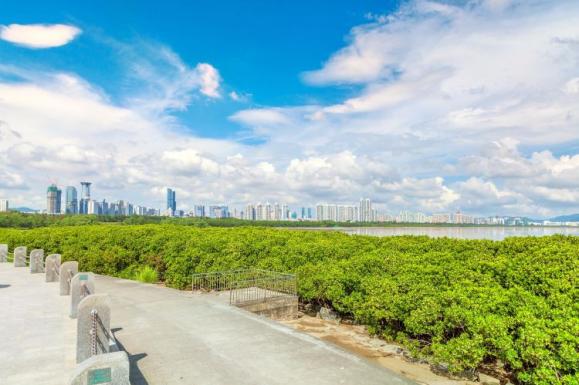 Shenzhen Bay Mangrove Park